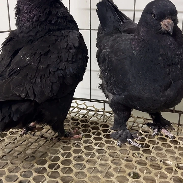 珍珠鸡偏远地区不发货