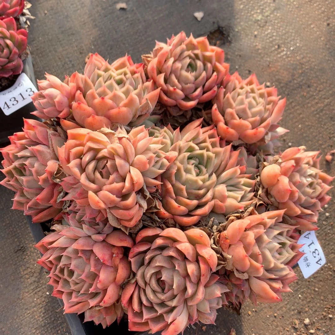 4314杂交多肉植物基地