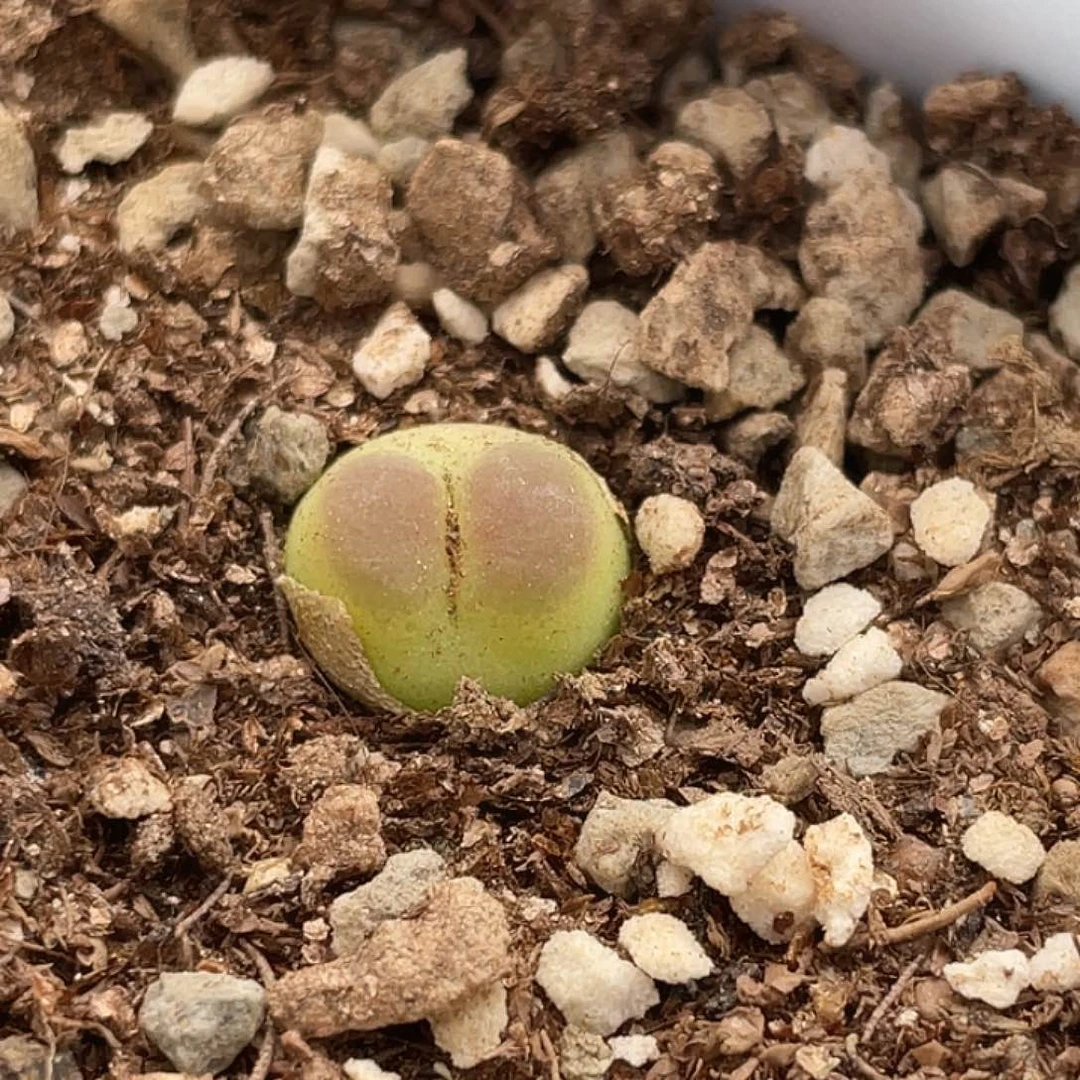 20-59拉登多肉植物