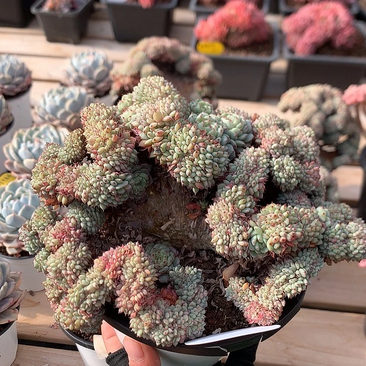 19厘米高板白胖子缀 52