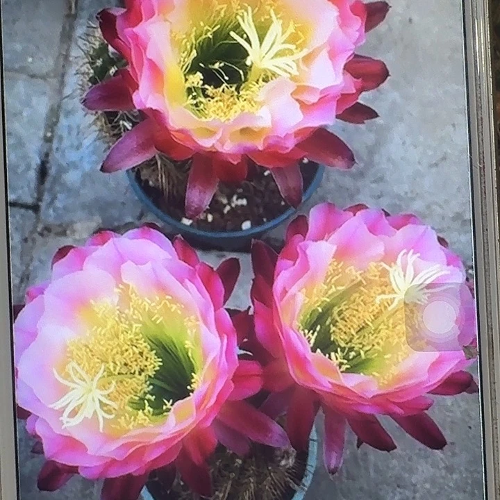 茉莉侧芽5公分毛花柱开花带香味