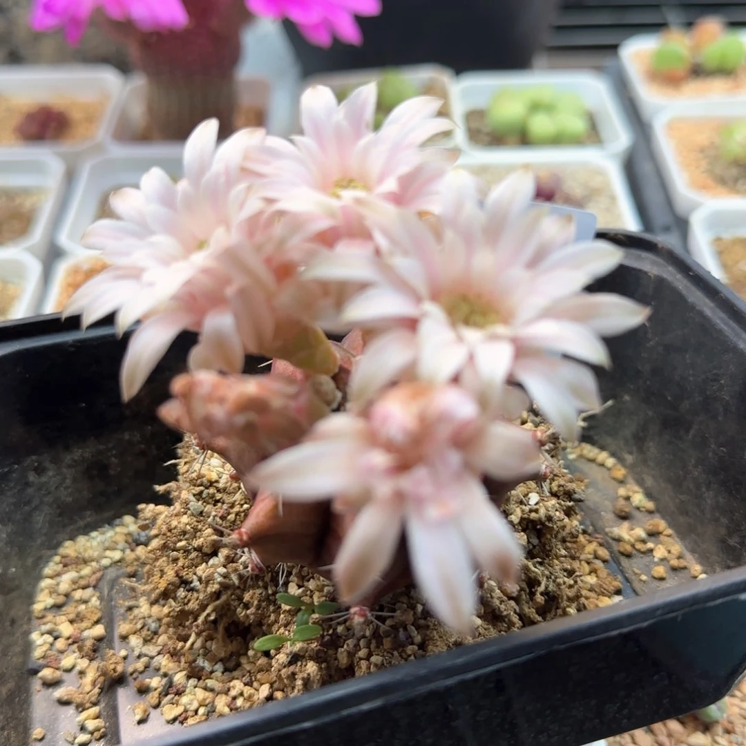 崔*花5947 大白多肉植物园