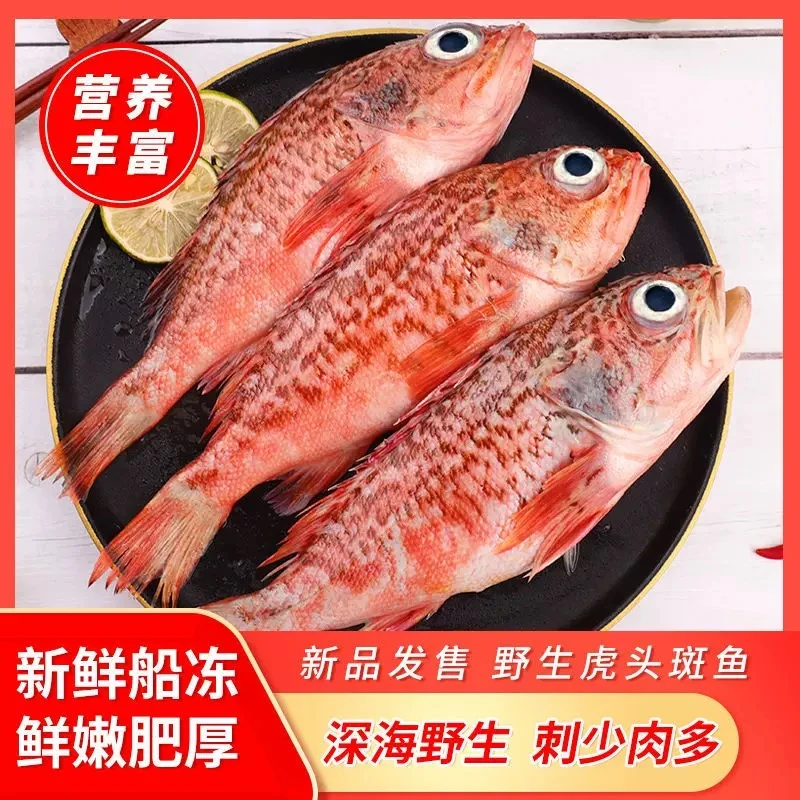 【石九公】5斤装深海石九公 黑腹鲉鱼虎头斑鱼广东湛江海鲜活鱼现冻