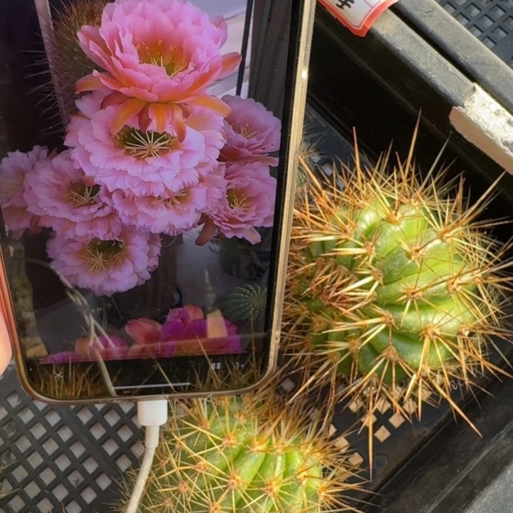 203毛花柱粉桃精灵歪无根侧牙5公分左右