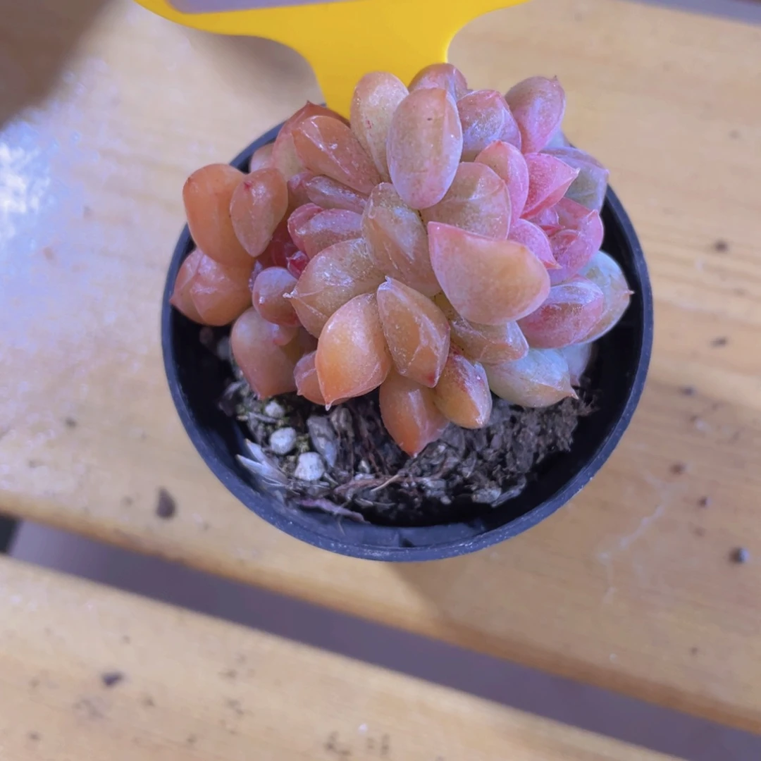 1207号 糖心珍妮缀化