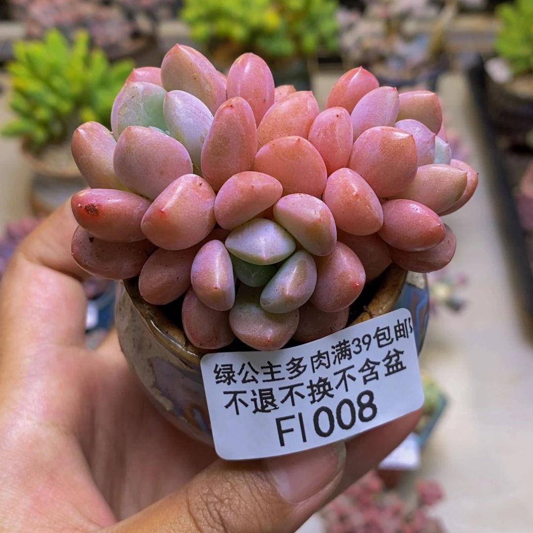 008粉桃花多肉6cm