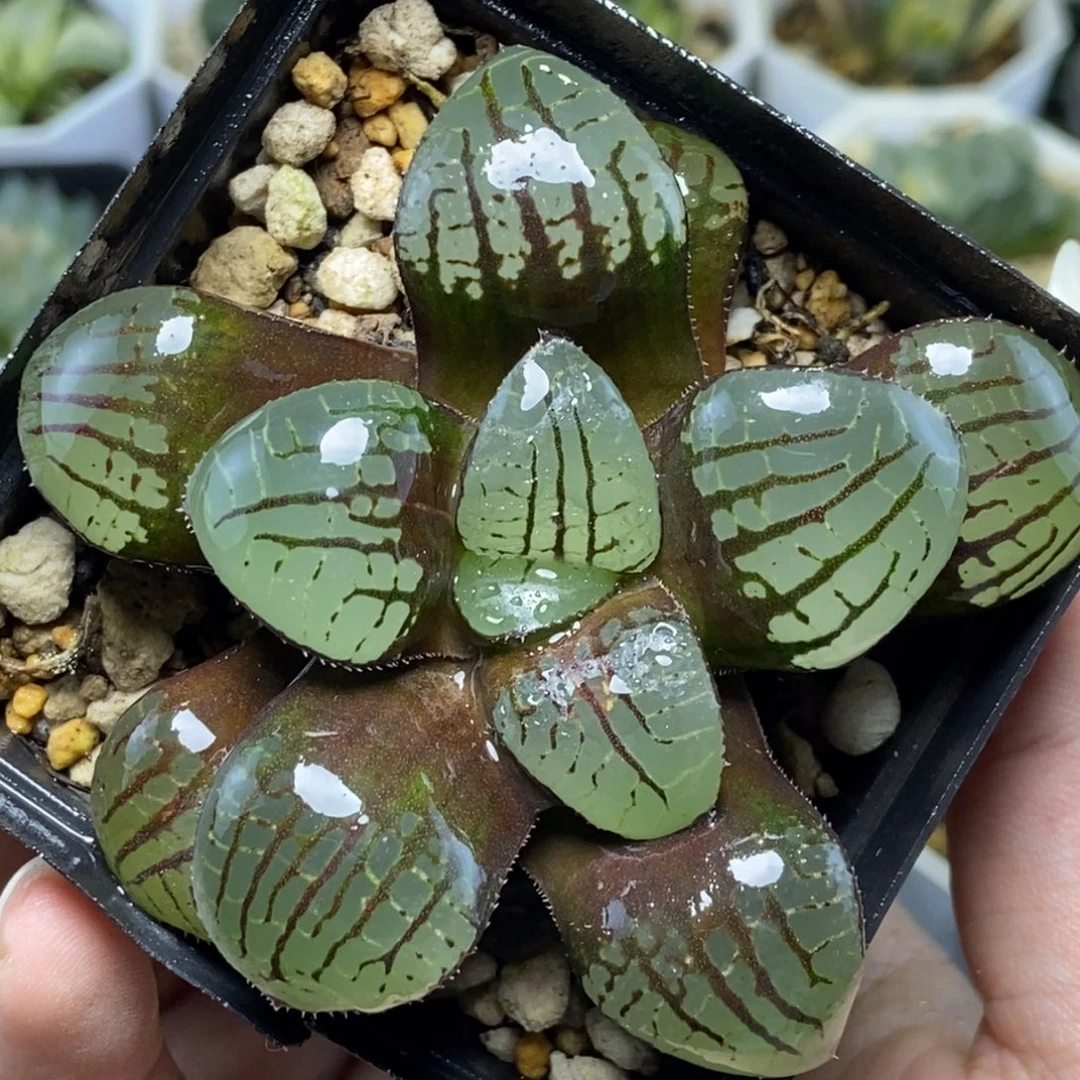 魔界寿一物一拍的