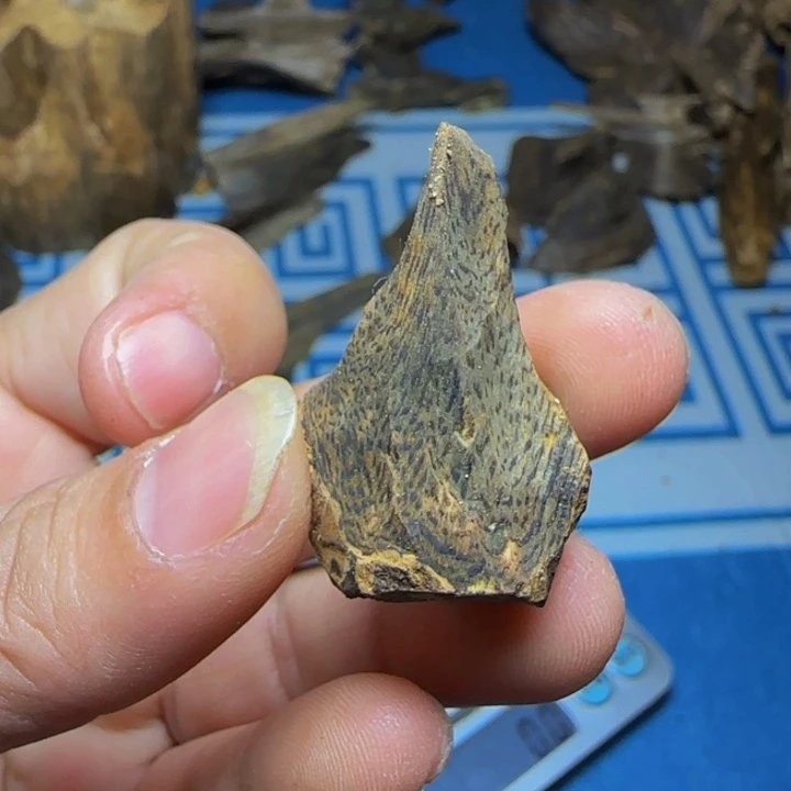 木质母树紫奇大树丁5克