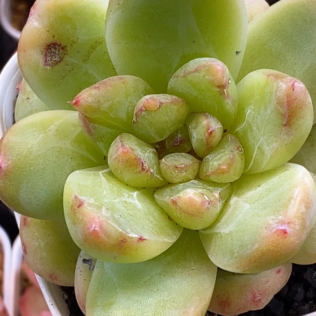 天官赐福百无禁忌