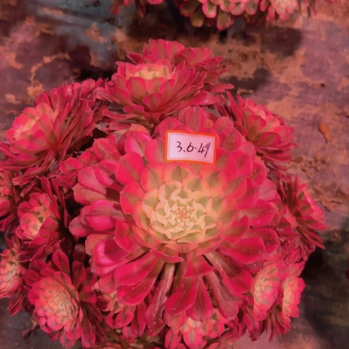 快**侠多肉红桐白3.6.49