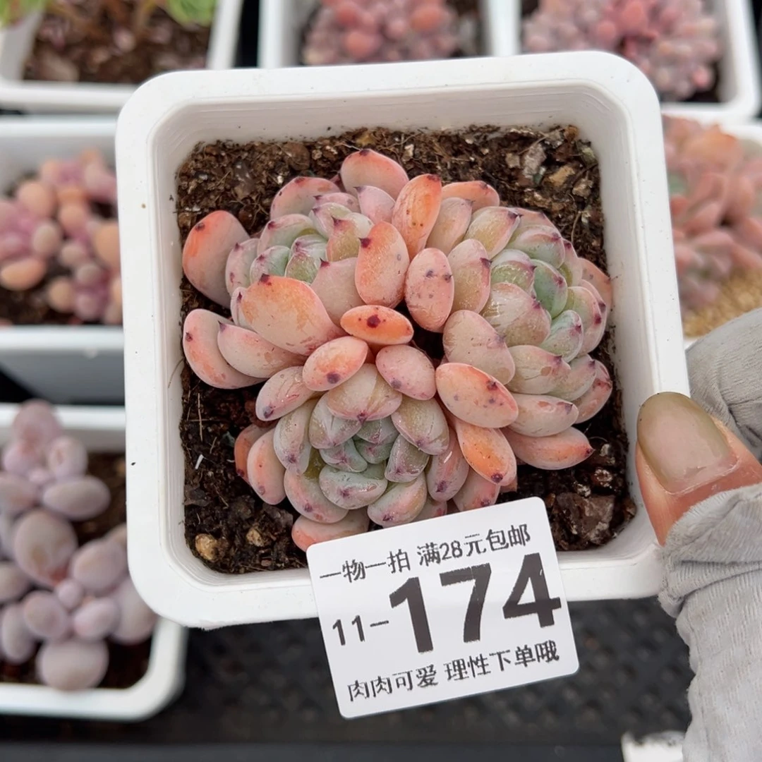 雪爪，多肉多肉多肉多肉