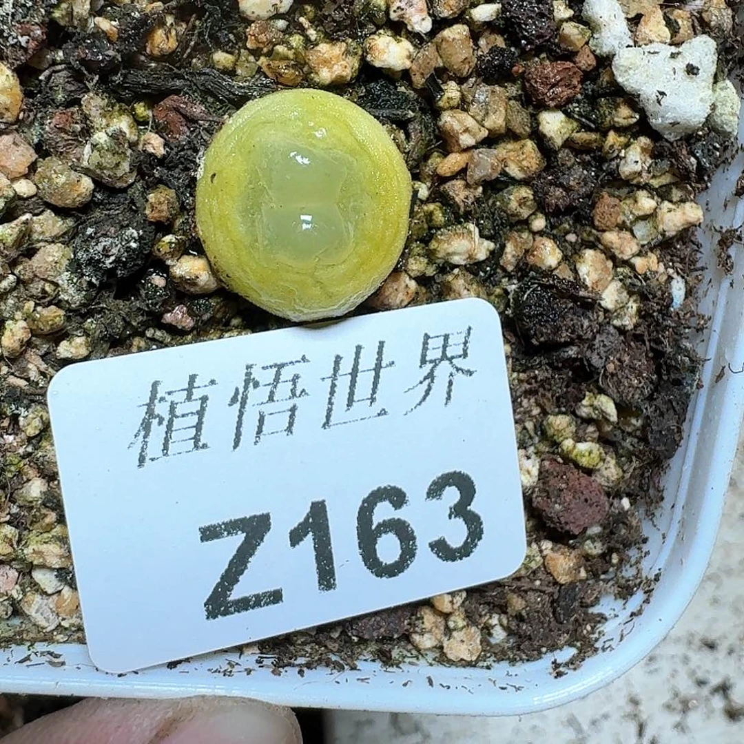 现**点163号多肉植物哇d f