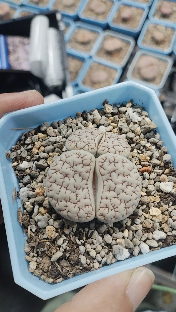 生石花紫勋福利肉锥