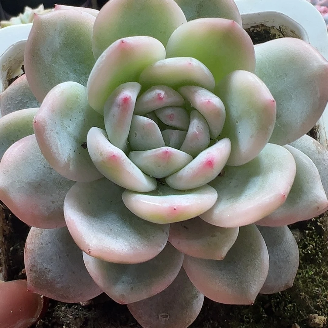 满38包邮橙梦露锦