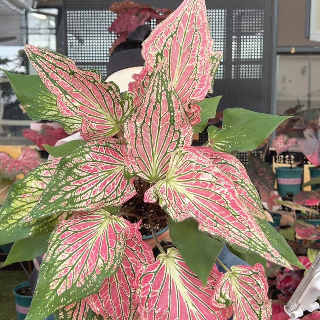 无花朵0001粉色和声