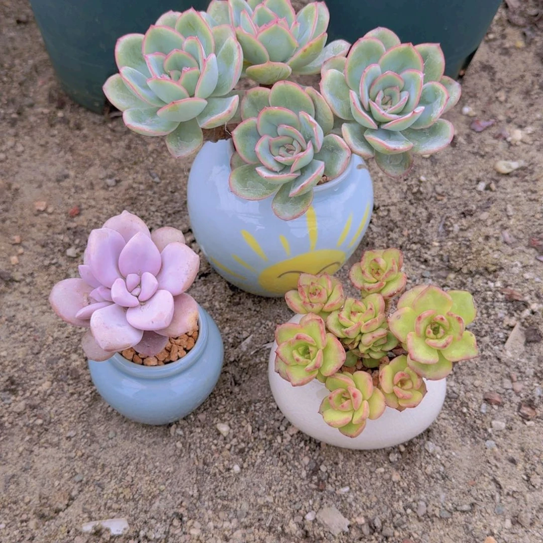 三颗带盆土70呀呀