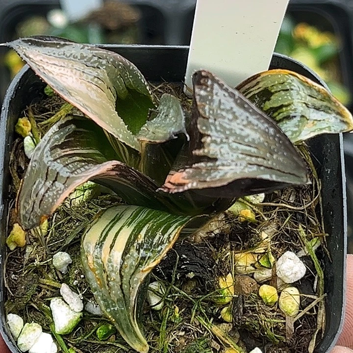 149芭提雅茜云锦头家多肉十二卷