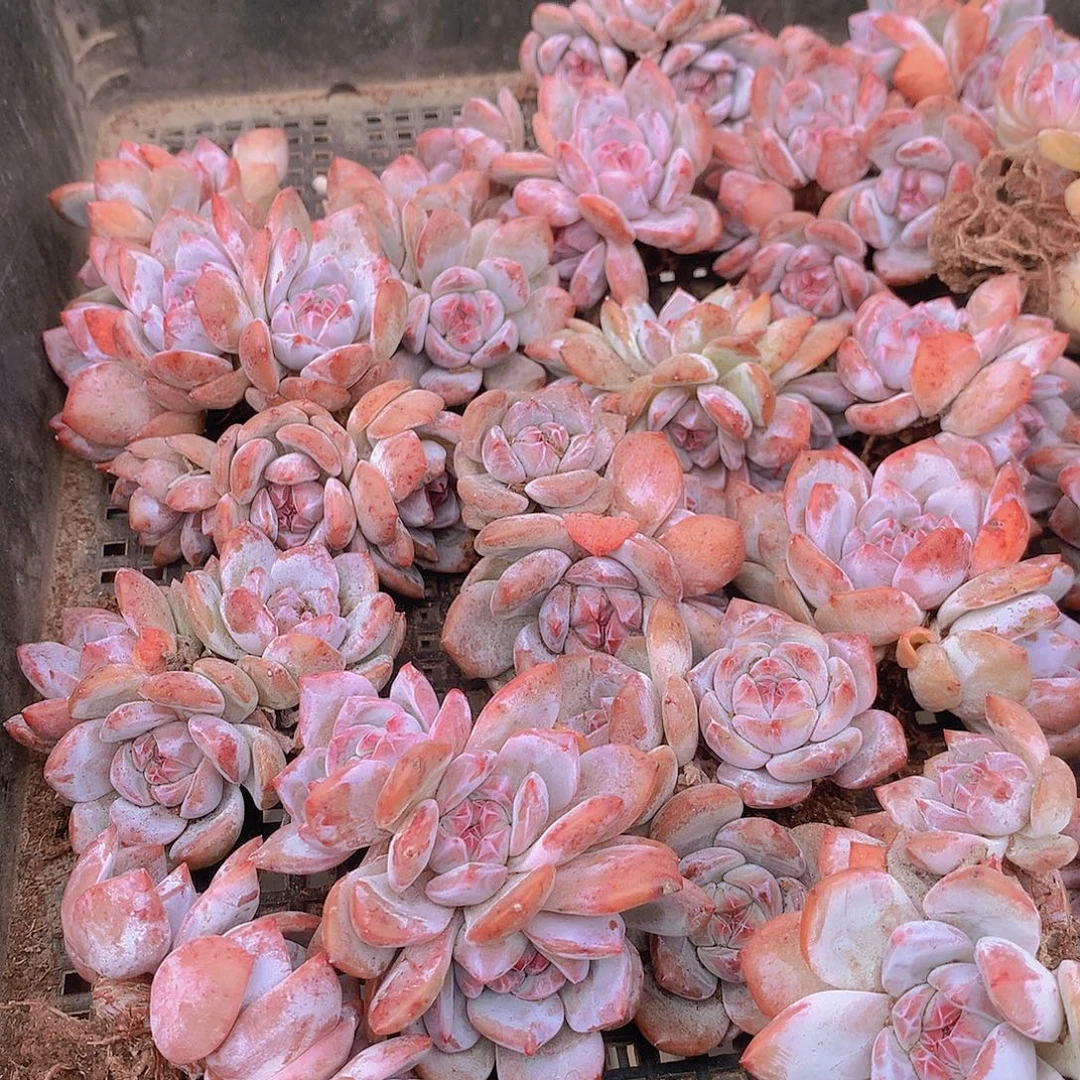 两颗紫石榴星影群35677899900