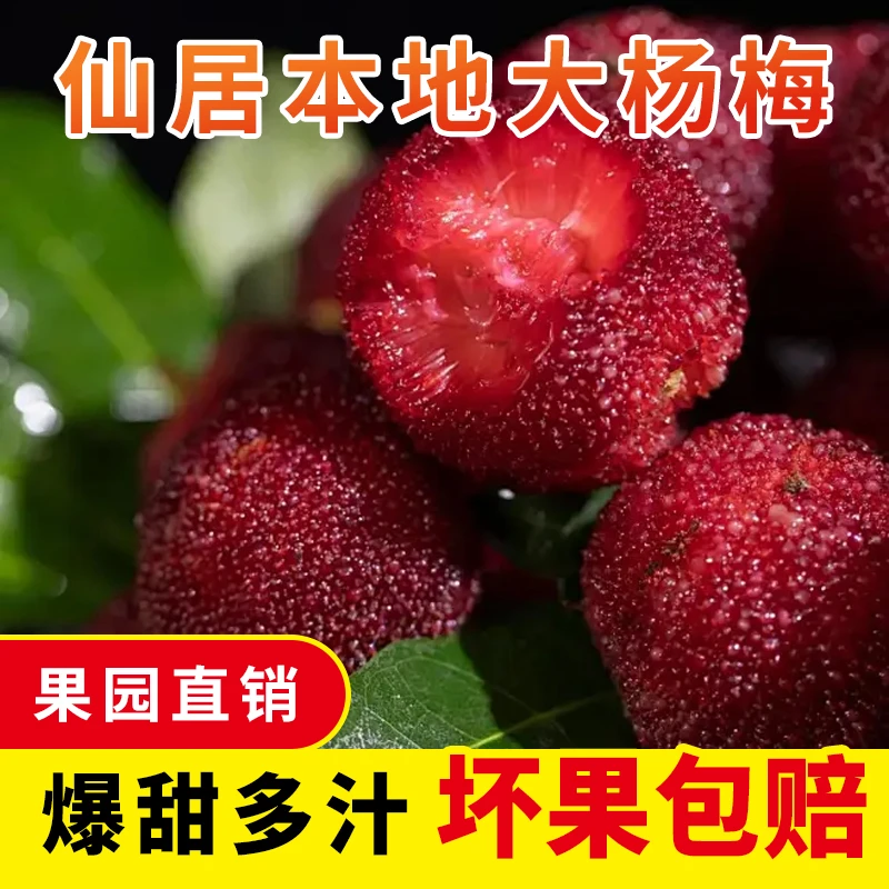8A高山正宗浙江仙居东魁杨梅大果新鲜现摘当季水果礼盒装包邮