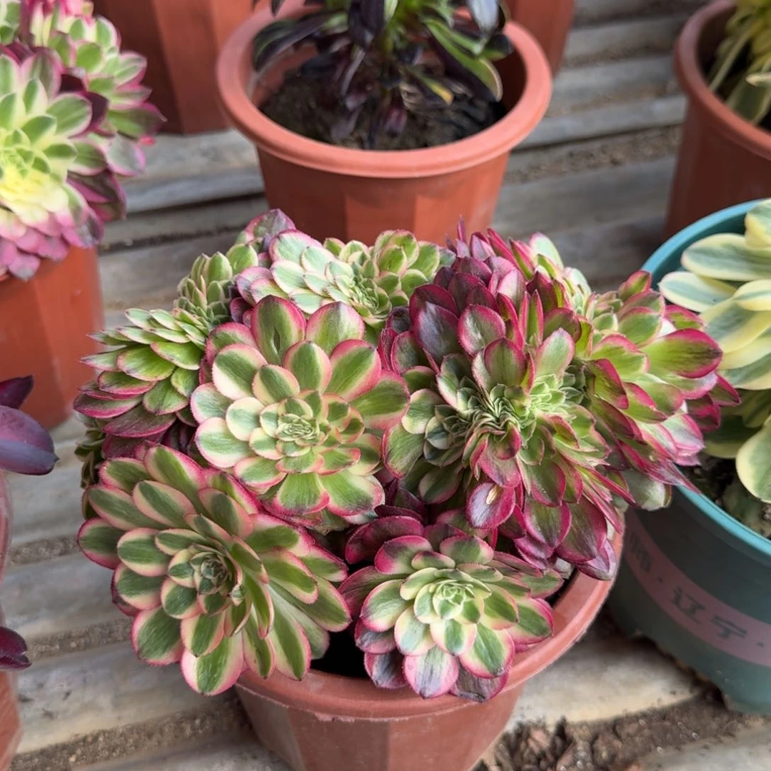 花好月又圆0305～22