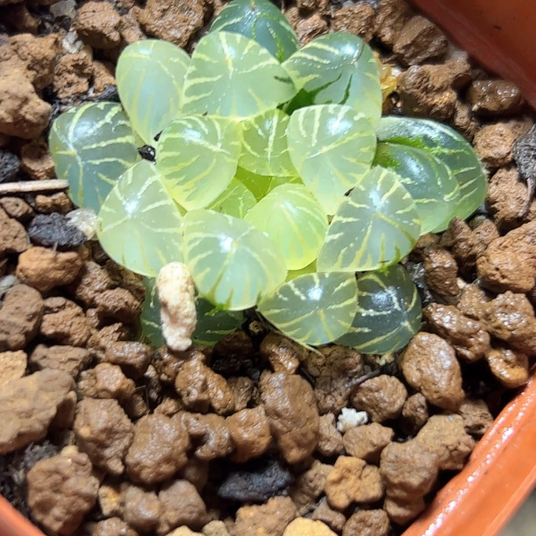糊斑姬玉露锦十二卷多肉