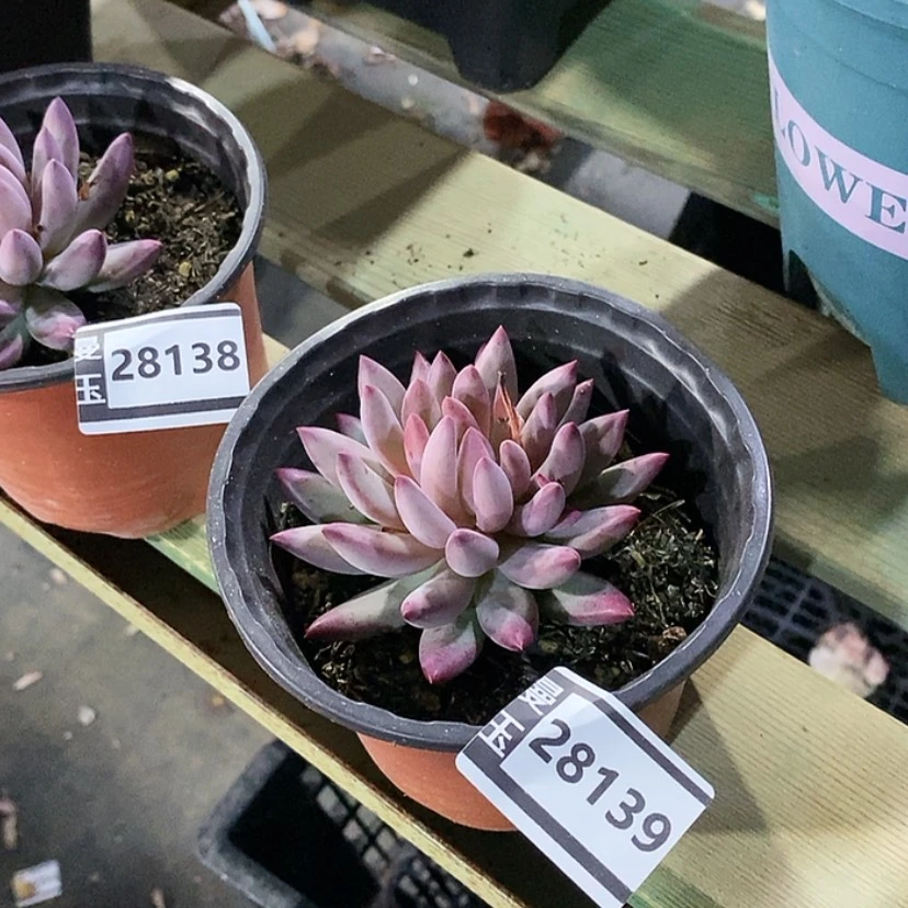 【闪购商品】虞美人28139