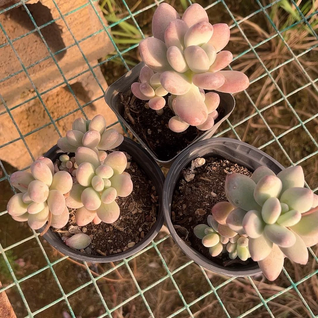 S****.苹果奶。  111111111