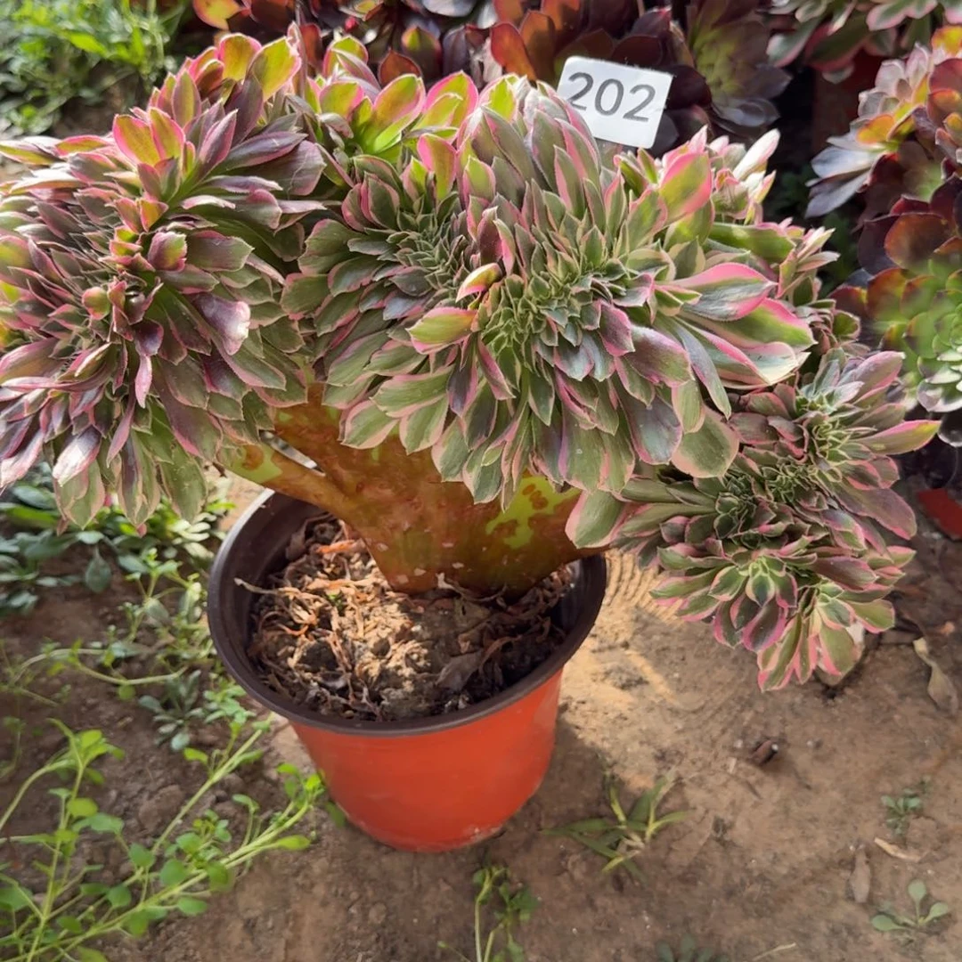 粉女郎缀法师202号法师多肉