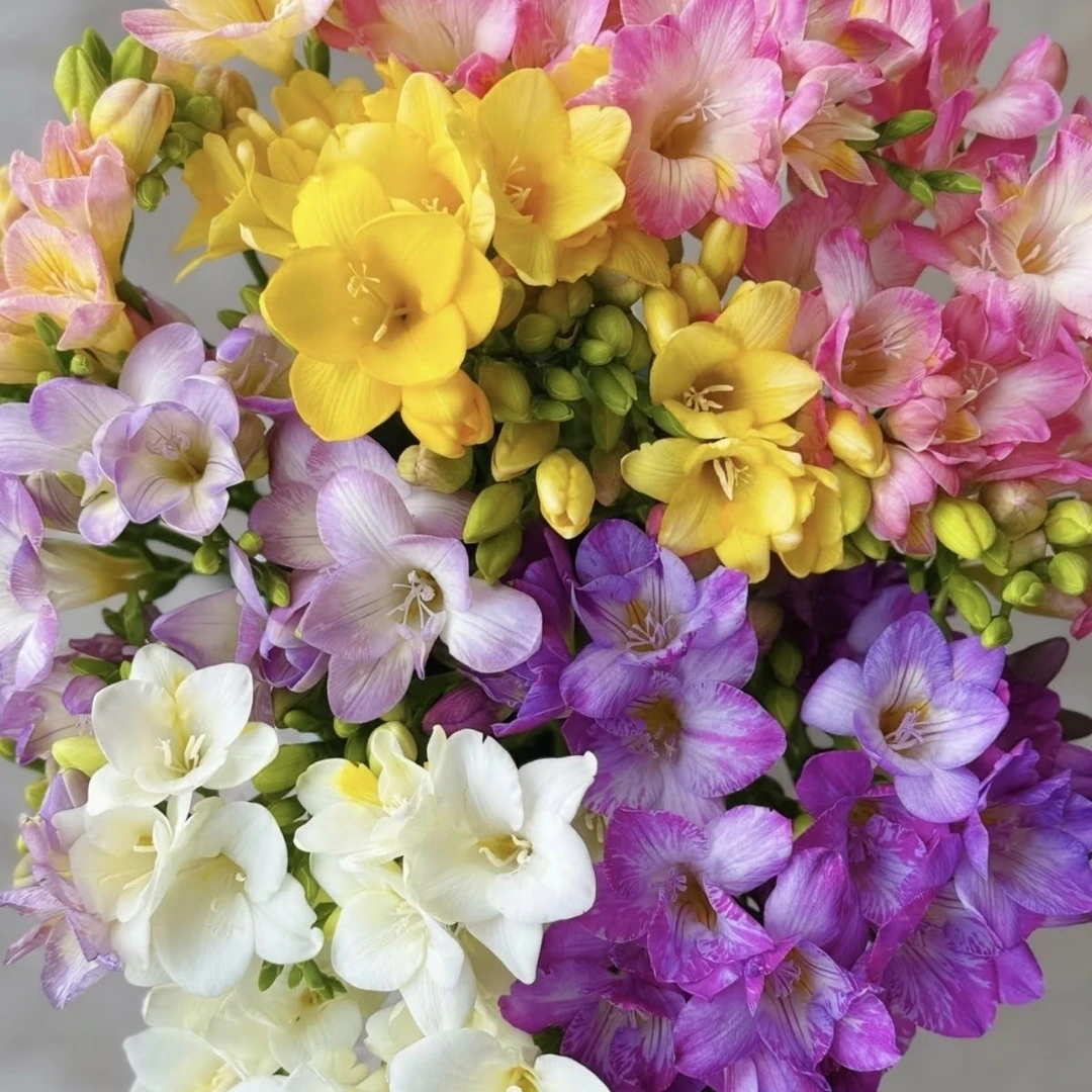 耐寒好养香雪兰小苍兰种球花卉香水花适合秋植