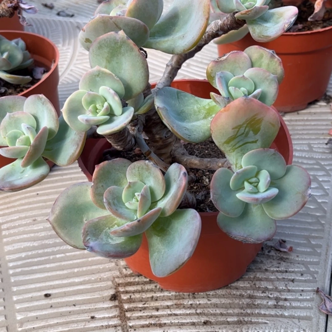 【闪购商品】无花朵花*山