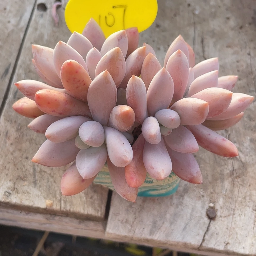 夏娃群生多肉植物107