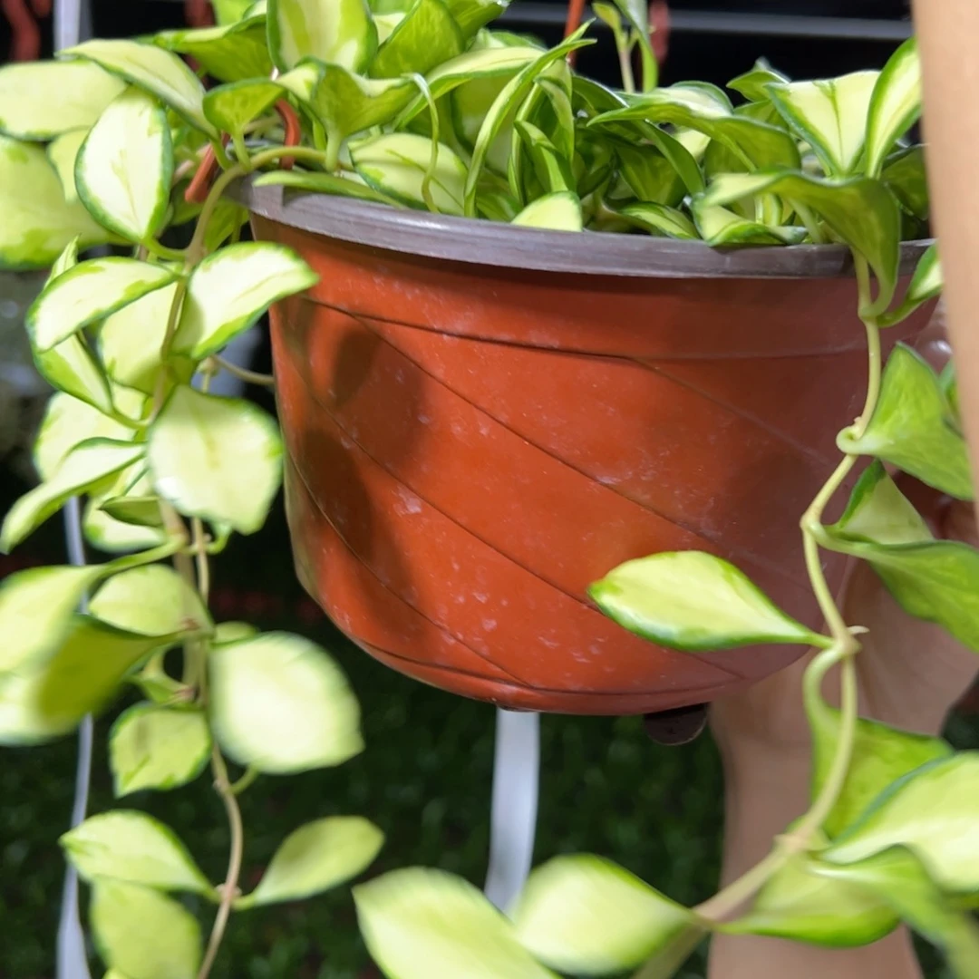 巷***里无花朵休內中苗球兰