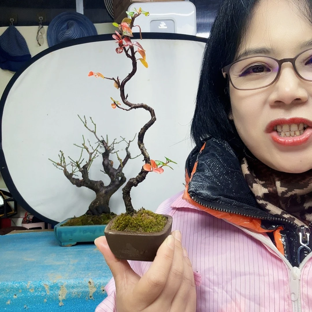 那****无花朵红花荀子都包邮