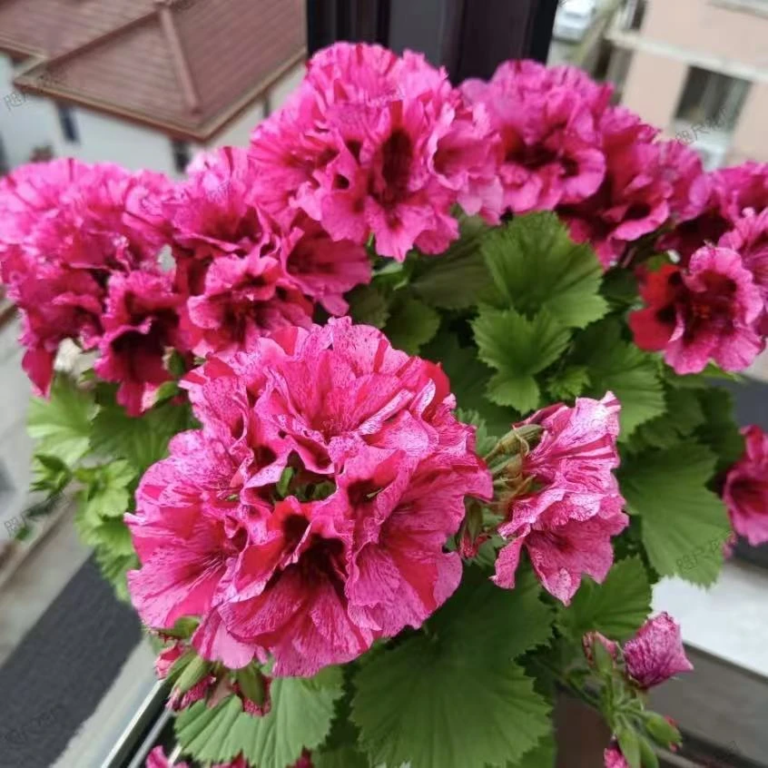 瑞秋蝴蝶梅大花天竺葵室外施肥生长植株使用修剪冬季春开花