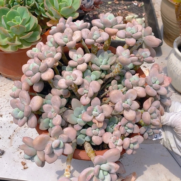 夏悦多肉0425-52洛神