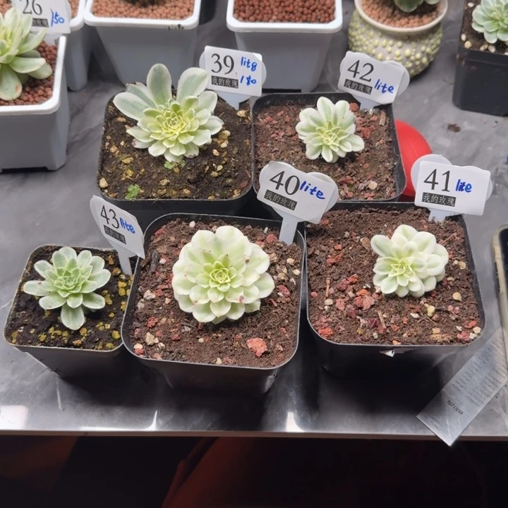 l***e山地玫瑰秋夕39.40.41.42.43