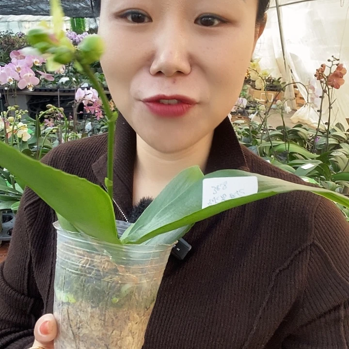 无花朵绿香妃蝴蝶兰