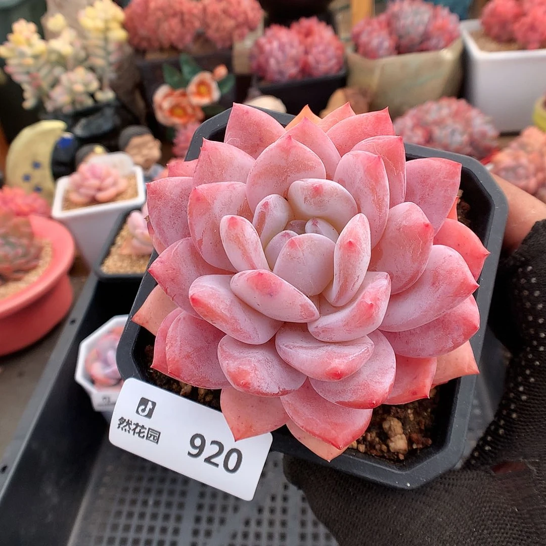 920胭脂橙多肉植物6666