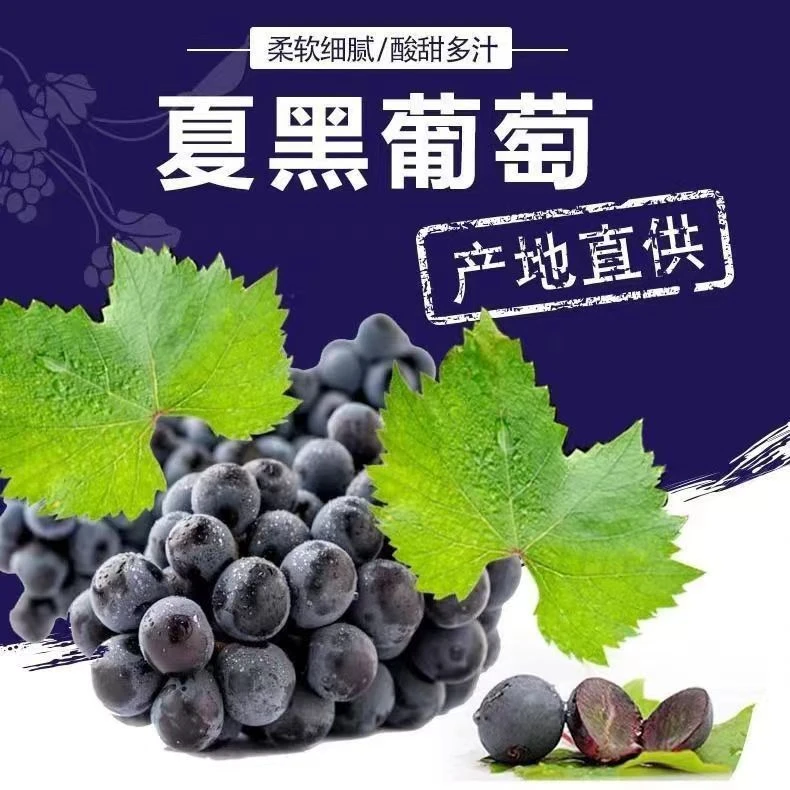 正宗云南夏黑葡萄无籽葡萄当季现摘新鲜水果助农水果产地直发包邮