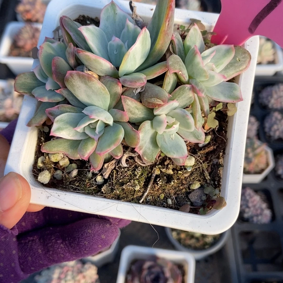 59伯克利锦多肉植物