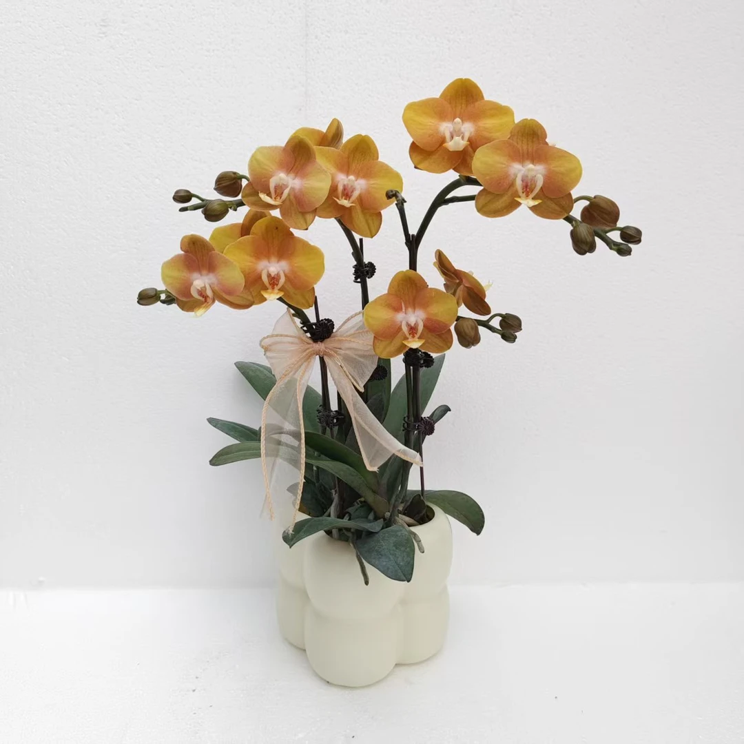 蝴蝶兰【拉斯维加斯】欧品复古黄色系室内种植观赏送礼带花发货