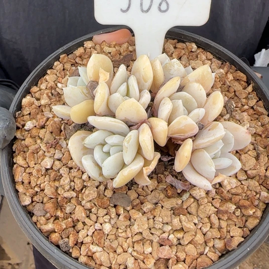 飘***雪508。        雪特多肉