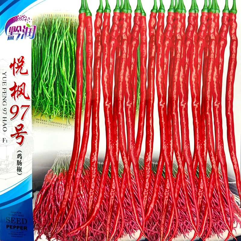 鸡肠椒种子干鲜两用特长细长皱皮大方本地辣椒种籽大田蔬菜种孑子
