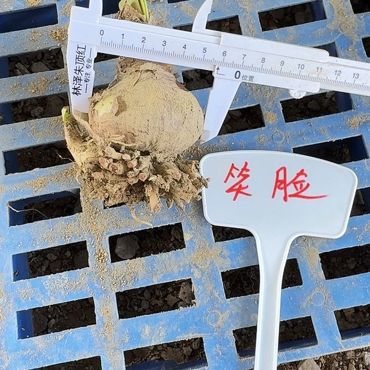 笑脸朱顶红一棵