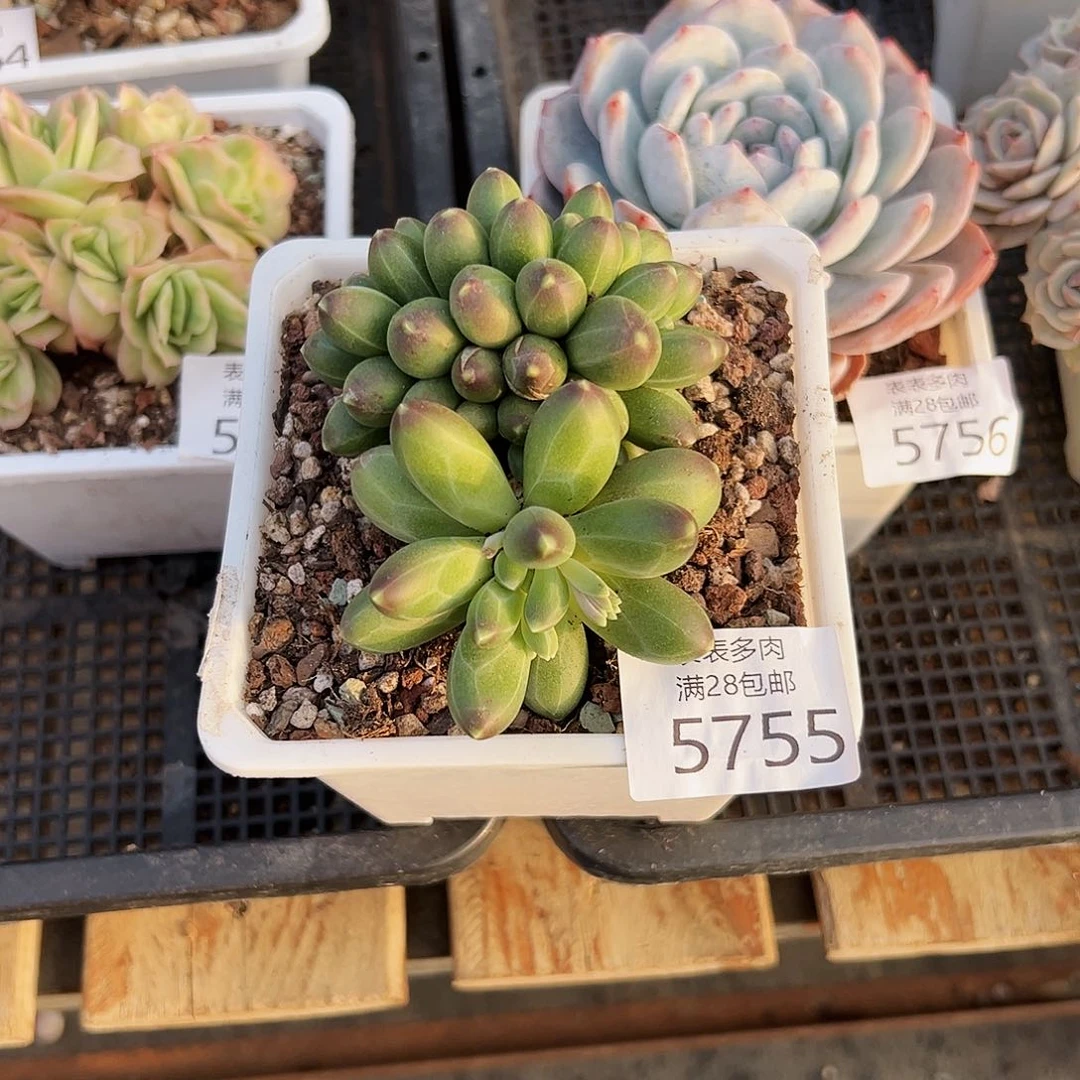 9号蔡**?我们的确是一5755