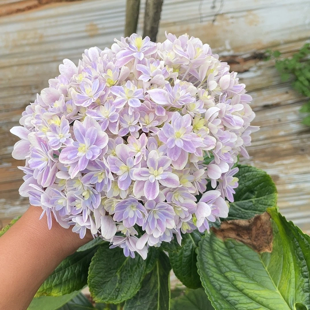 绣球切花一物一拍3枝起包邮，151