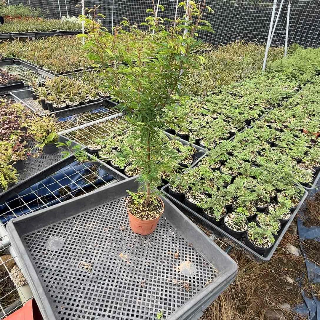 当前无花栽培后可以开花
