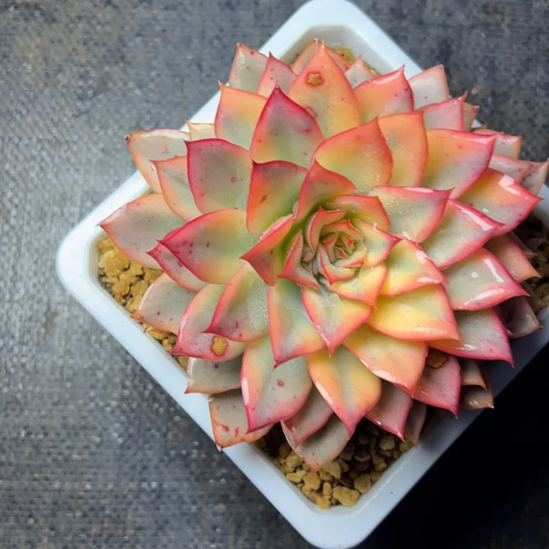 【闪购商品】月光女神锦多肉19.8