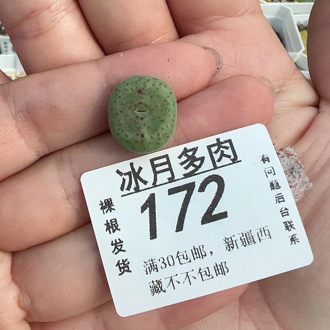 172鬼脸绿豆糕裸根发货