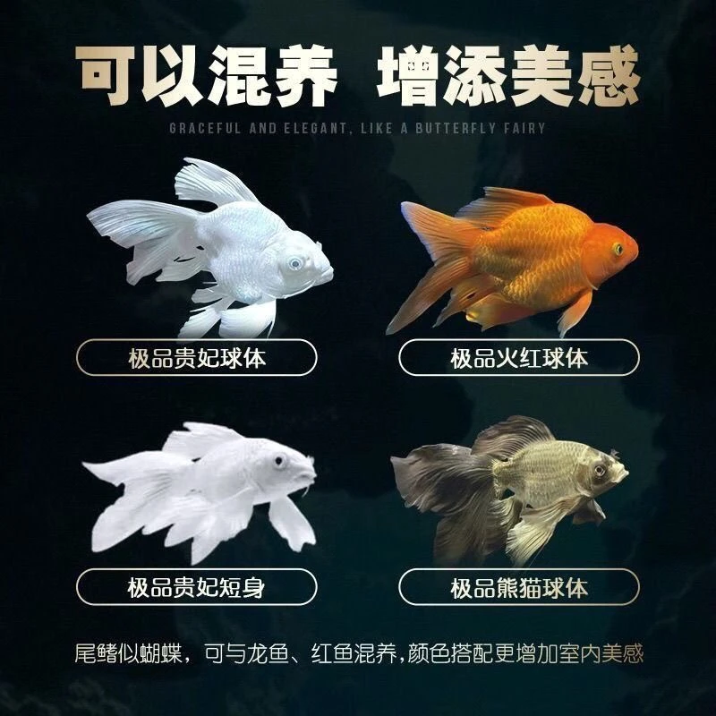 3.-5公分白普红普随机颜色